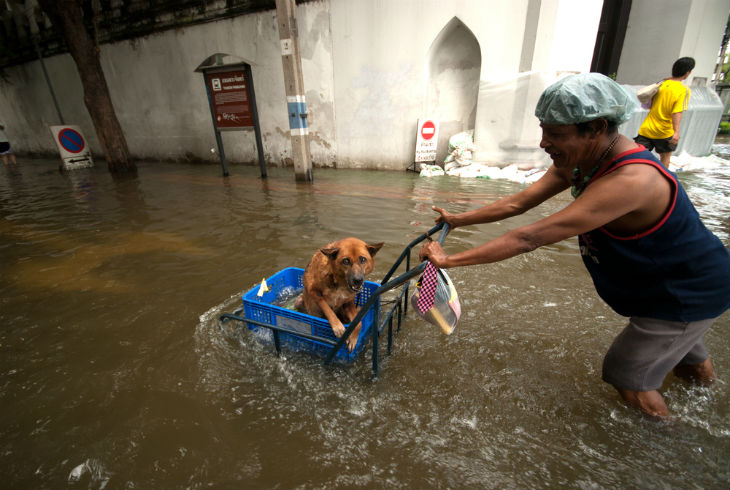 Tips para proteger a los animales en caso de inundación