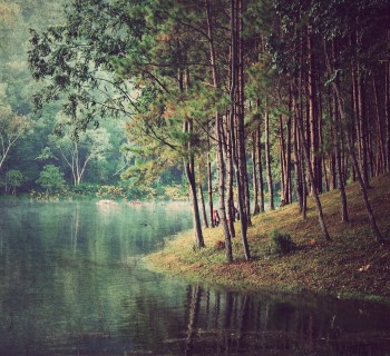 bosque y lago