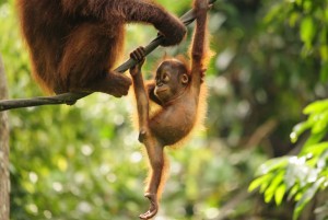 orangután