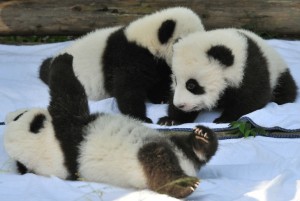 Pandas bebés