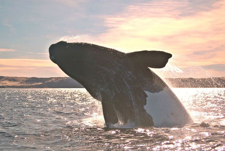 No puedes perderte el avistamiento de ballenas en Los Cabos