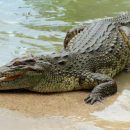 Un lugar en México donde puedes nadar con cocodrilos