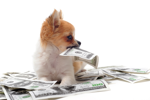 ¿Cuánto gastas mensualmente en tu mascota?