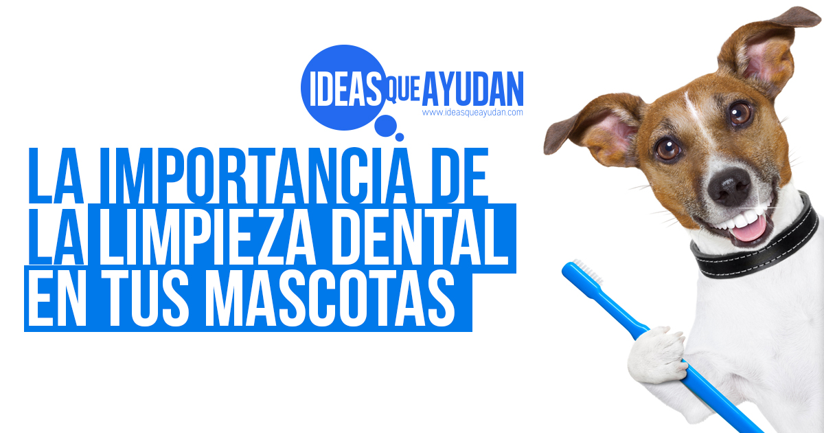 La importancia de la limpieza dental en tus mascotas