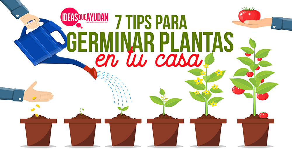 tips para germinar plantas en tu casa