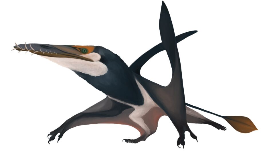 pterosaurio más grande