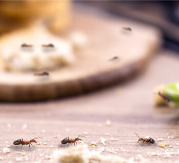 ¿Cómo eliminar hormigas?