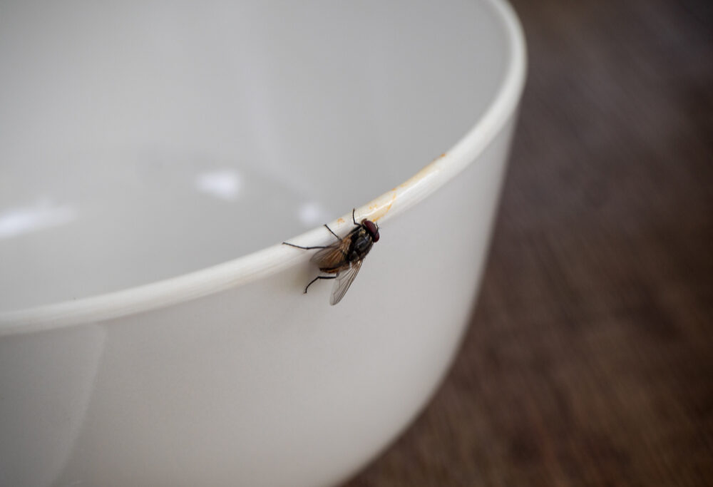 ¿Cómo eliminar las moscas de tu hogar?