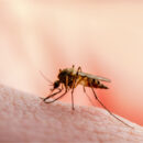 Tips para que no te piquen los mosquitos