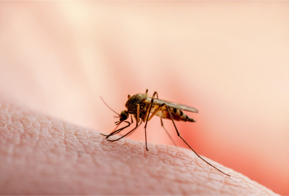 Tips para que no te piquen los mosquitos