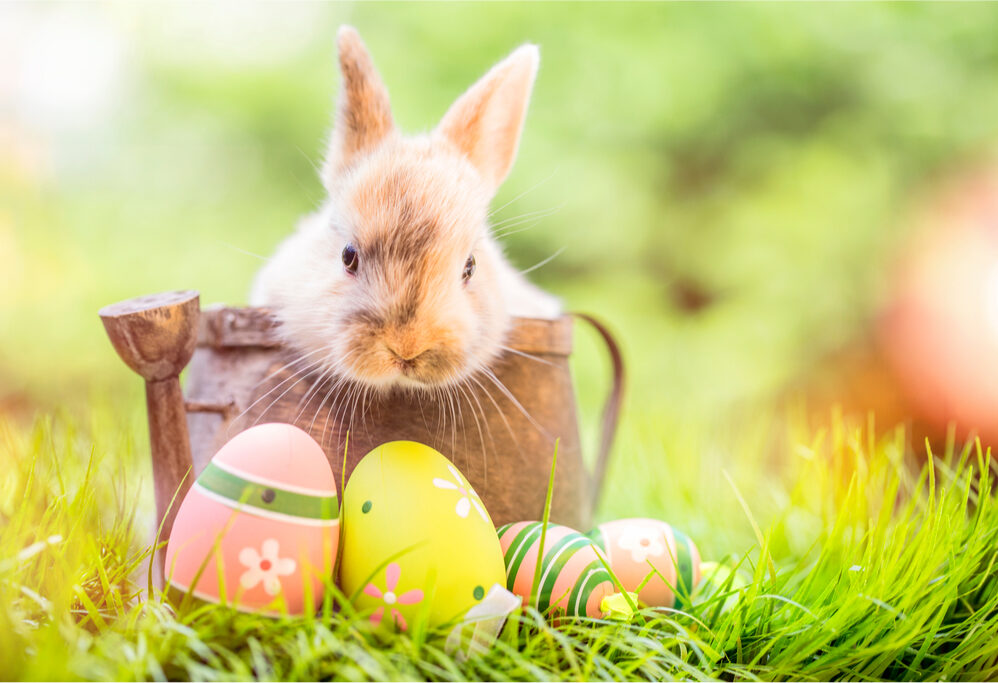 ¡Llegó el conejo! ¿Qué es la Pascua?