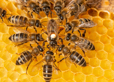 La importancia de las abejas para la humanidad