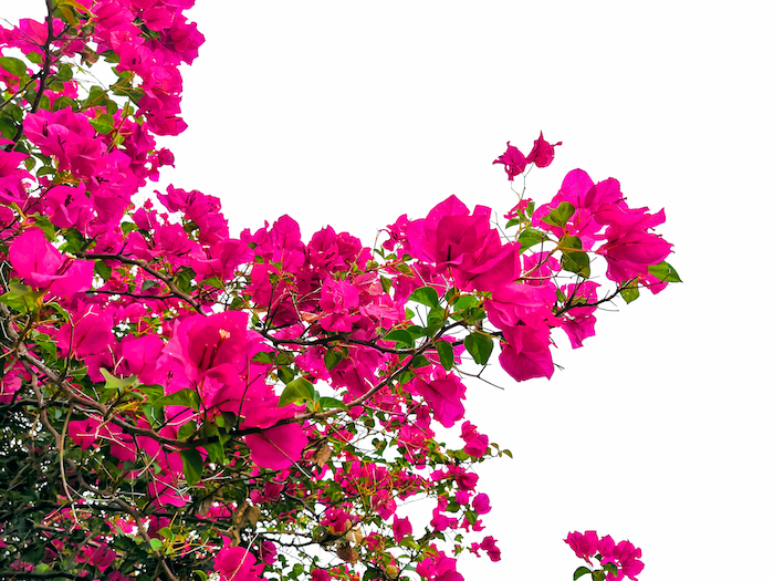 ¿De dónde surge el color rosa mexicano?
