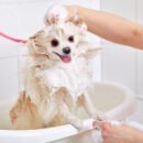 Por estas razones no deberías de bañar diario a tu perro