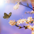 ¿Qué es el efecto mariposa? La teoría del caos
