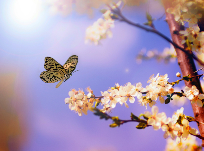 ¿Qué es el efecto mariposa? La teoría del caos