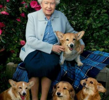 ¿Qué va a pasar con los perros corgis de la reina Isabel II?