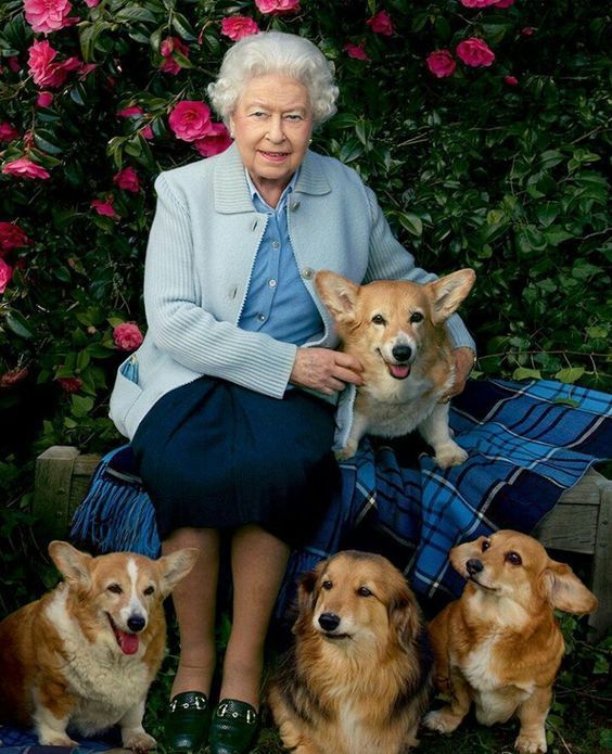 ¿Qué va a pasar con los perros corgis de la reina Isabel II?