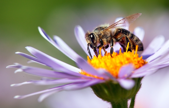 Construye tu propio hotel de abejas en tu hogar en 3 sencillos pasos
