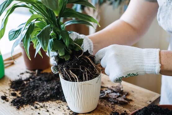 Tips para trasplantar una planta y no fallar en el intento